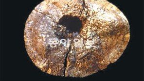 [O2/인류진화, 뜨거운 주제들]초식하던 초기 인류, 식량 떨어지자 버려진 고기 손대