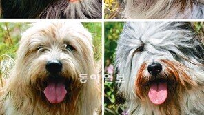 [실용기타]삽사리 “멍멍, 귀엽죠… 예쁘죠… 사랑스럽죠”