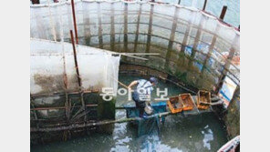 [TV 프로그램]멸치 산 채로 건조하는 달인