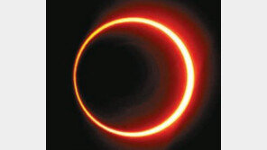 “932년만에 최대 금환일식” 日열도 들썩