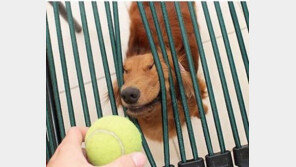 강아지의 숨겨진 괴력, “공이 그리도 좋은가?”