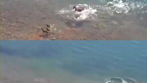 [영상] 오리 잡아먹는 물고기 “새끼 오리 한 입에 덥썩”