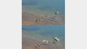 [영상] 오리 잡아먹는 물고기, “물고기의 정체는 대체 뭘까?”