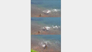 오리 잡아먹는 물고기 동영상 충격 ‘주객 전도?’