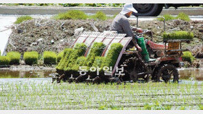[부산/경남]“올해도 풍년을” 모심는 農心