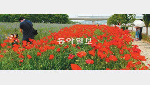 [인천/경기]꽃양귀비 수만 송이 활짝