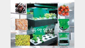 [Industrial Review]동신메탈텍, ‘거실농장’서 사계절 무공해 채소가 쑥쑥
