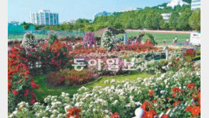 [광주/전남]조선대 장미원서 ‘1만8000그루 장미축제’