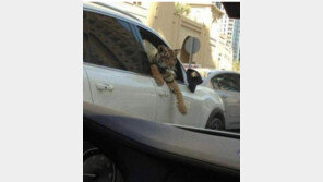 야 빨리 타 이거, “제목 단 센스 보소. 근데 진짜 호랑이?”