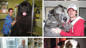 거대한 개 사진을 보니 “헉! 혓바닥이 사람 얼굴만”