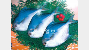 [광주/전남]지금 신안은 ‘병어 천국’