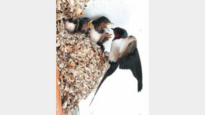 [부산/경남]“짹짹짹 어서 주세요” 아기제비들의 식사시간