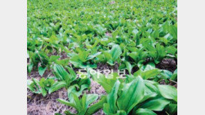 [대구/경북]“우리 명이 넘보지마” 울릉도의 ‘나물 전쟁’