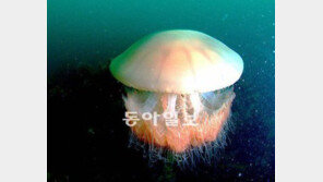 불청객 해파리, 박멸하거나… 활용하거나…