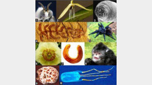 비만 오면 재채기하는 원숭이를 아시나요… 美 애리조나大 국제종탐사연구소