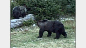 곰 잡아먹는 괴수 “큰 덩치에 검은털, 정체는 뭘까?”