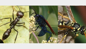 벌레 독침 톱 10, “순위 매기려고 자신의 몸에 직접? 대단해”