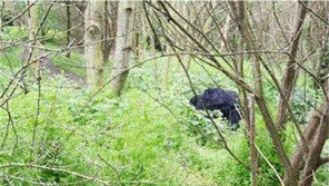 곰 잡아먹는 괴수, “곰 유골 발견됐다고 곰 먹는 괴수야?”