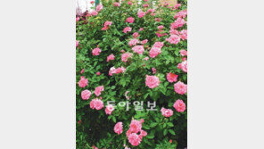 [O2/꽃과의 대화]화려한 5월의 장미, 가지치기 잘해주면 가을에 다시 활짝