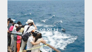 [부산/경남]고래의 군무… 모래의 마술…설레는 6월