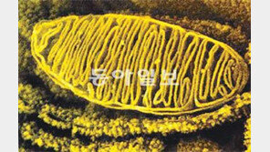 [신나는 공부/신기한 첨단과학기술의 세계]<2> 미토콘드리아 도서관
