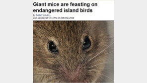 25cm 몬스터 쥐, “새끼 새 6마리 먹는 것도 목격돼”