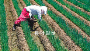 [부산/경남]푸른 파밭… 솎아내기 분주한 농부