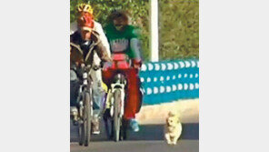 1833km 달린 강아지… 먹을 것 던져주면서 ‘동행’은 시작되었다