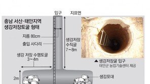 생강저장굴 농민 2명 질식사… 잇단 참변 왜?