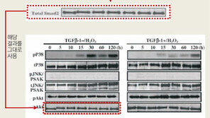 ‘황우석 악몽’ 재연?… 한국 줄기세포 연구에 또 상처