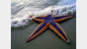 포켓몬 불가사리 등장에 ‘깜짝’… “신기하네!”