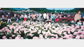 [부산/경남]울산대공원 “장미의 바다로 오세요”