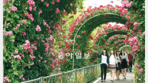 [수도권]100만 송이 장미 속으로…