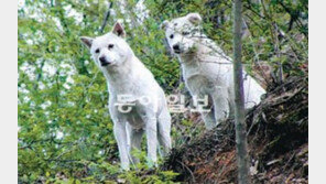 [TV 프로그램]북한산 떠돌이 개 ‘백구’의 삶