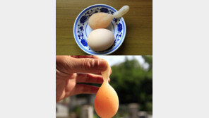 꼬리 달린 희귀 달걀 ‘경악!’… “식용은 불가능할 듯”