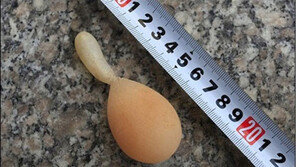 꼬리 달린 희귀 달걀, ‘말랑말랑’ 먹기엔 찜찜하네