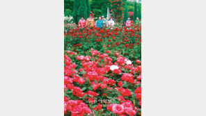 [대구/경북]장미꽃 향기 따라서…