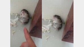 [영상] 죽는 시늉 햄스터, “빵… 으악… 장난해 지금?” 폭소!