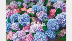 [광주/전남]‘수출 효자꽃’ 강진 수국 5억어치 日로