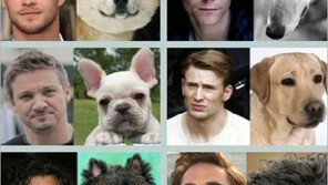 개벤져스?  “어벤져스 영웅들이 견공으로” 폭소