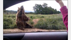 예의 바른 곰, 관광객 손 흔들자 앞발 들어 답례