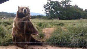 [영상] 예의 바른 곰 “‘Bye’라고 하자 몸 일으켜 손인사”
