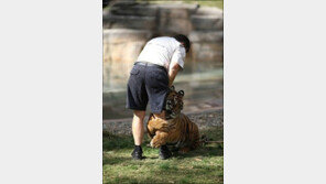 “오빠 가지마” 호랑이의 애원에 웃음 폭발