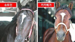 [일요 8경주 분석] 4세 유망주 매치, 최강 엄친마는?