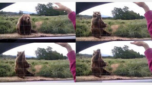 [영상] 예의 바른 곰, “말도 안 돼! 곰의 탈 쓴 사람 아닌가?”