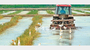 [광주/전남]논갈이 들녘… 황로 ‘먹이사냥’