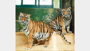 [수도권]서울대공원 호랑이 자매, 밴쿠버로 이민 갑니다