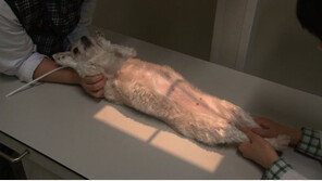 [ON AIR] 반려동물 지극정성 치료이야기