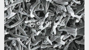 [신나는 공부/신기한 첨단과학기술의 세계]<3> 이름이 ‘독도’인 미생물이 있다?!