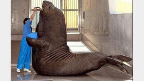 지상 최대 육식동물 ‘경악’… “몸무게 무려 4톤 육박”